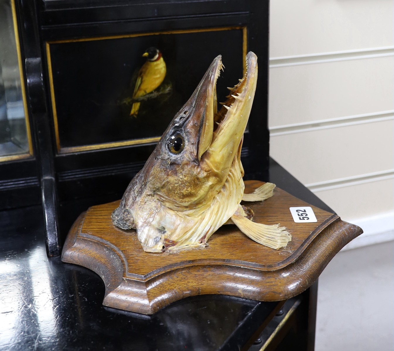 A Pike head on an oak shield, shield 30cms high